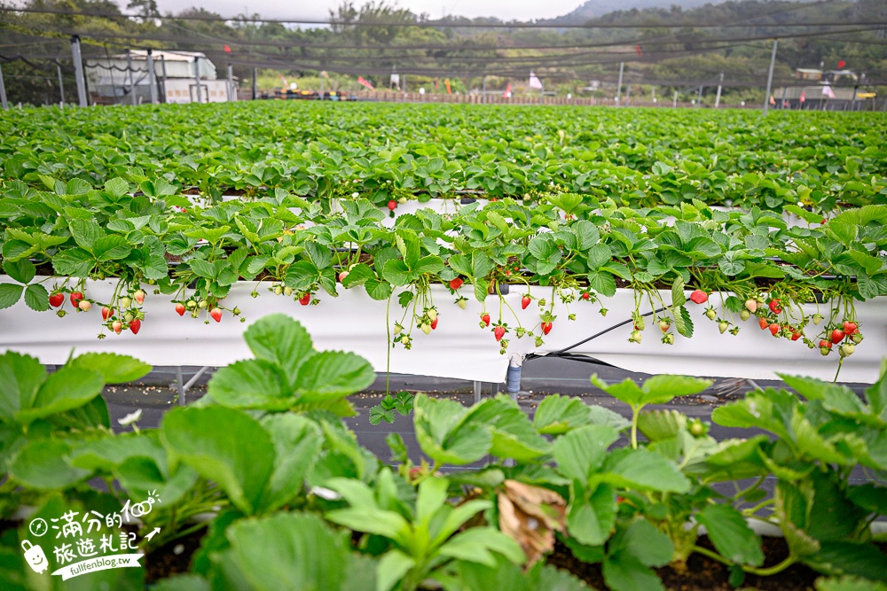 苗栗【五將假期草莓】大湖高架草莓園推薦.大顆紅寶石這裡吃,還有草莓王可以拍美照! 苗栗【五將假期草莓】大湖高架草莓園推薦.大顆紅寶石這裡吃,還有草莓王可以拍美照!