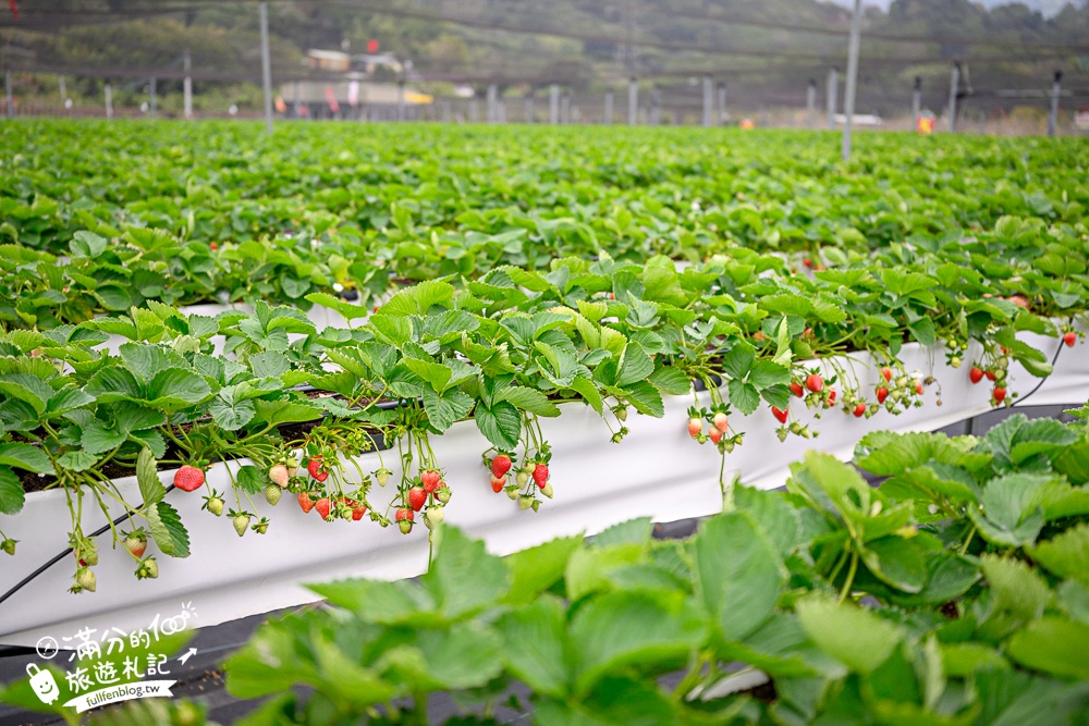 苗栗【五將假期草莓】大湖高架草莓園推薦.大顆紅寶石這裡吃,還有草莓王可以拍美照! 苗栗【五將假期草莓】大湖高架草莓園推薦.大顆紅寶石這裡吃,還有草莓王可以拍美照!
