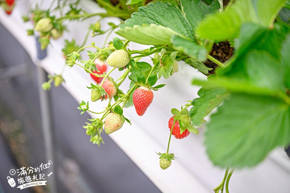苗栗【五將假期草莓】大湖高架草莓園推薦.大顆紅寶石這裡吃,還有草莓王可以拍美照! 苗栗【五將假期草莓】大湖高架草莓園推薦.大顆紅寶石這裡吃,還有草莓王可以拍美照!