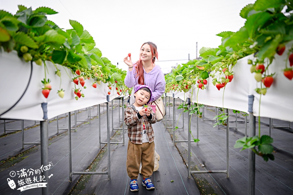 苗栗【五將假期草莓】大湖高架草莓園推薦.大顆紅寶石這裡吃,還有草莓王可以拍美照! 苗栗【五將假期草莓】大湖高架草莓園推薦.大顆紅寶石這裡吃,還有草莓王可以拍美照!