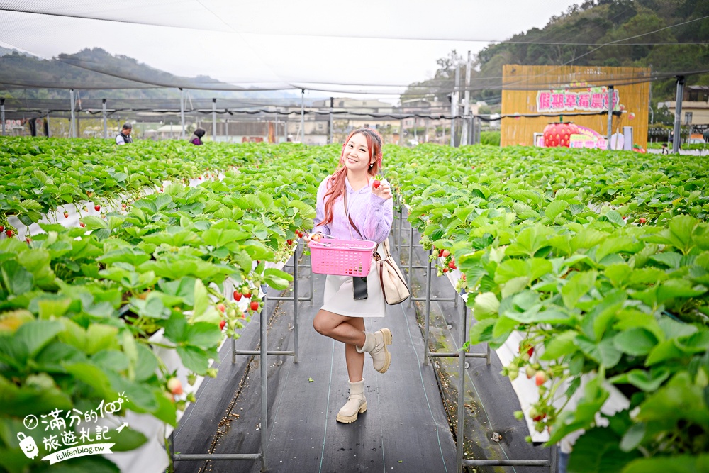 苗栗【五將假期草莓】大湖高架草莓園推薦.大顆紅寶石這裡吃,還有草莓王可以拍美照! 苗栗【五將假期草莓】大湖高架草莓園推薦.大顆紅寶石這裡吃,還有草莓王可以拍美照!