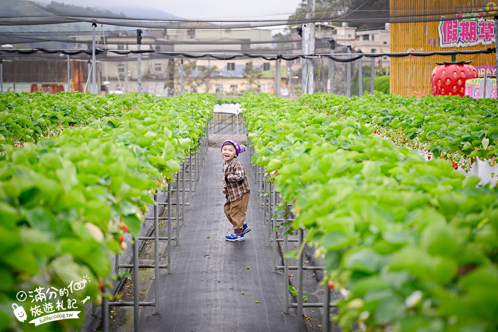 苗栗【五將假期草莓】大湖高架草莓園推薦.大顆紅寶石這裡吃,還有草莓王可以拍美照! 苗栗【五將假期草莓】大湖高架草莓園推薦.大顆紅寶石這裡吃,還有草莓王可以拍美照!