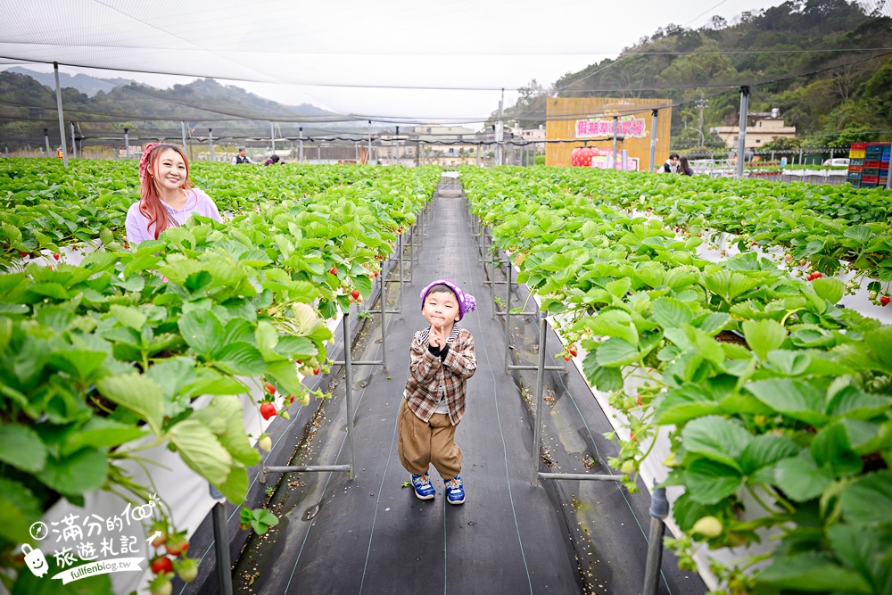 苗栗【五將假期草莓】大湖高架草莓園推薦.大顆紅寶石這裡吃,還有草莓王可以拍美照! 苗栗【五將假期草莓】大湖高架草莓園推薦.大顆紅寶石這裡吃,還有草莓王可以拍美照!