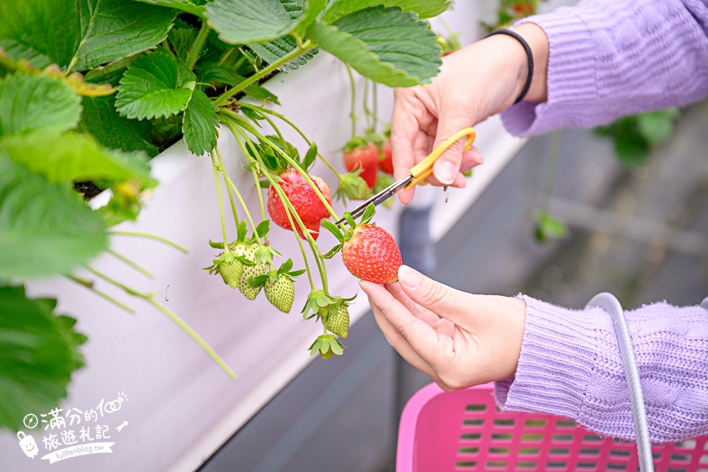 苗栗【五將假期草莓】大湖高架草莓園推薦.大顆紅寶石這裡吃,還有草莓王可以拍美照! 苗栗【五將假期草莓】大湖高架草莓園推薦.大顆紅寶石這裡吃,還有草莓王可以拍美照!