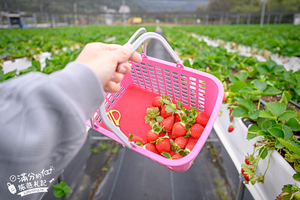 苗栗【五將假期草莓】大湖高架草莓園推薦.大顆紅寶石這裡吃,還有草莓王可以拍美照! 苗栗【五將假期草莓】大湖高架草莓園推薦.大顆紅寶石這裡吃,還有草莓王可以拍美照!