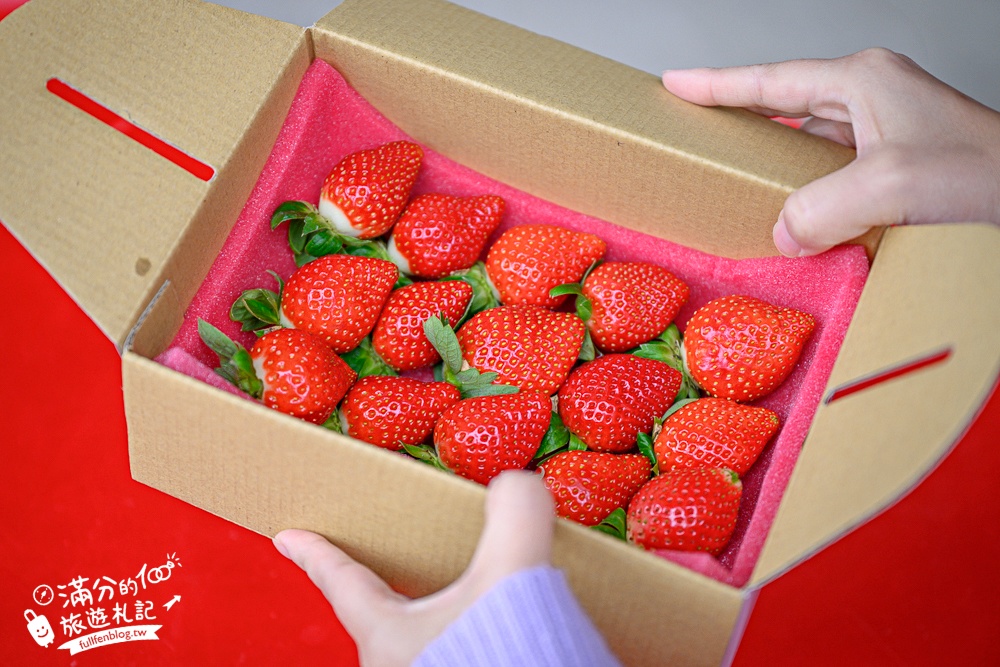 苗栗【五將假期草莓】大湖高架草莓園推薦.大顆紅寶石這裡吃,還有草莓王可以拍美照! 苗栗【五將假期草莓】大湖高架草莓園推薦.大顆紅寶石這裡吃,還有草莓王可以拍美照!