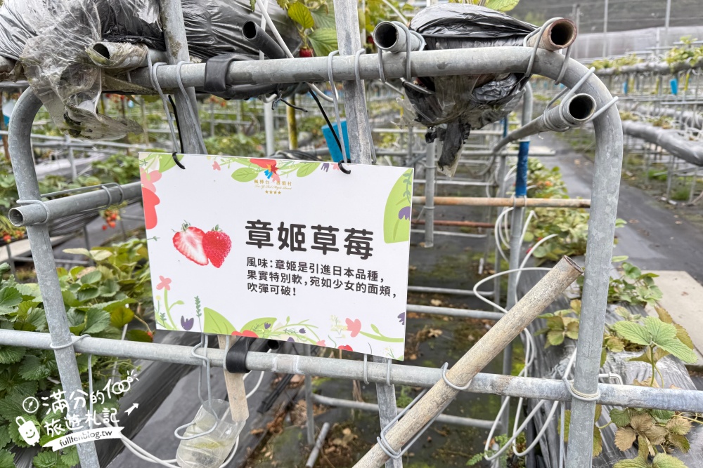 南投埔里【台一生態休閒農場】水上愛心落羽松秘境.彩虹屋,親子情侶約會浪漫花園!