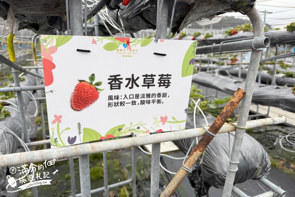 南投埔里【台一生態休閒農場】水上愛心落羽松秘境.彩虹屋,親子情侶約會浪漫花園!