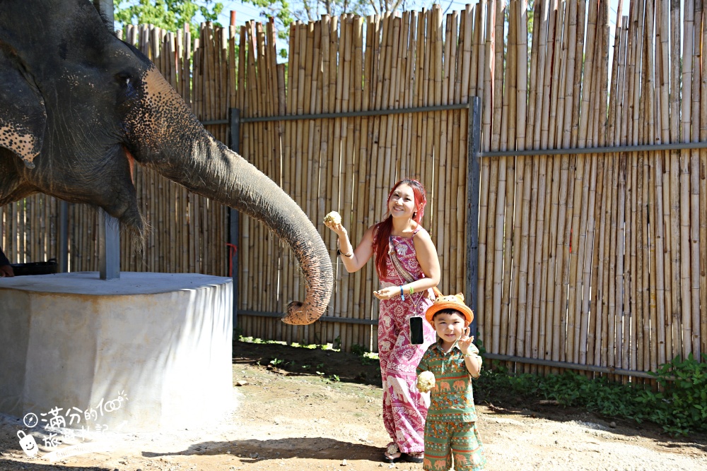 普吉島必玩【普吉島大象叢林保護區】來場與大象的溫柔相遇,幫大象洗澡戲水,餵大象吃香蕉.甘蔗和手作飯糰! 普吉島必玩【普吉島大象叢林保護區】來場與大象的溫柔相遇,幫大象洗澡戲水,餵大象吃香蕉.甘蔗和手作飯糰!