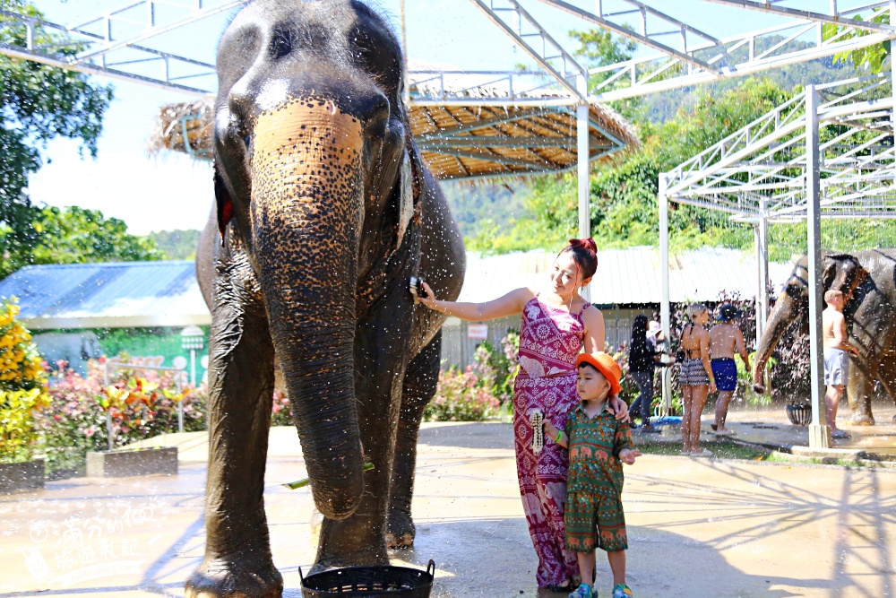普吉島必玩【普吉島大象叢林保護區】來場與大象的溫柔相遇,幫大象洗澡戲水,餵大象吃香蕉.甘蔗和手作飯糰! 普吉島必玩【普吉島大象叢林保護區】來場與大象的溫柔相遇,幫大象洗澡戲水,餵大象吃香蕉.甘蔗和手作飯糰!