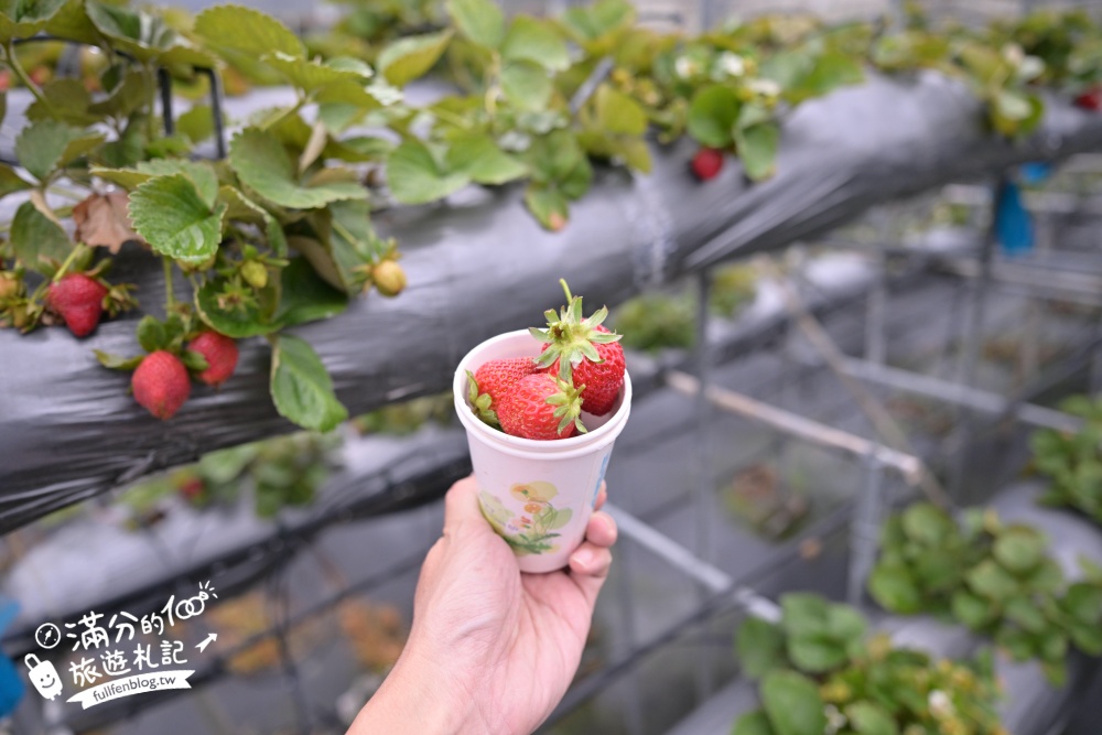 南投埔里【台一生態休閒農場】水上愛心落羽松秘境.彩虹屋,親子情侶約會浪漫花園!