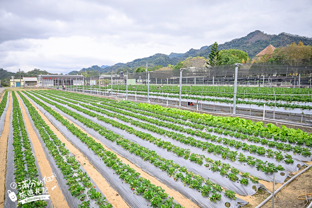苗栗【灣潭玫瑰草莓園】大湖親子草莓園推薦,苗栗最大規模溫室高架草莓園.還能玩草莓醬手作DIY!