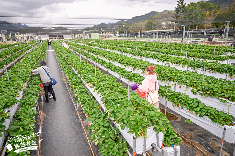 苗栗【灣潭玫瑰草莓園】大湖親子草莓園推薦,苗栗最大規模溫室高架草莓園.還能玩草莓醬手作DIY!