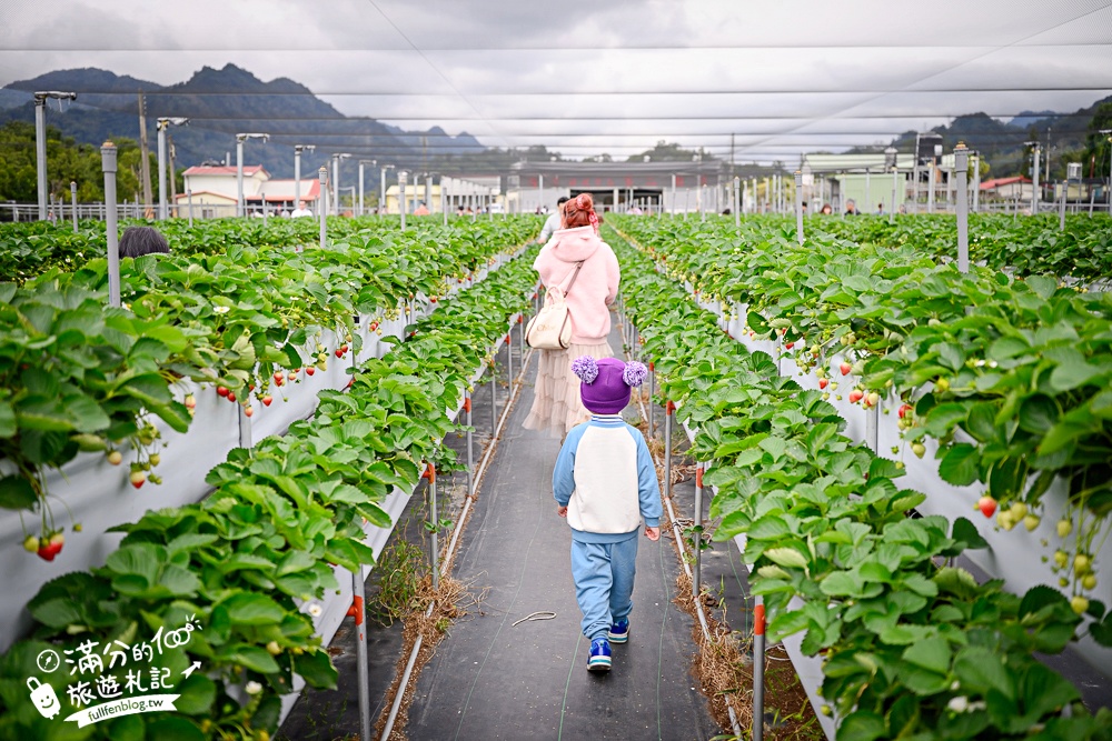 苗栗【灣潭玫瑰草莓園】大湖親子草莓園推薦,苗栗最大規模溫室高架草莓園.還能玩草莓醬手作DIY!
