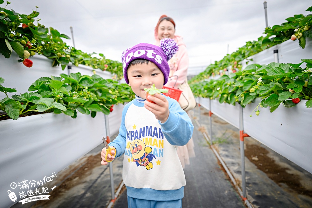 苗栗【灣潭玫瑰草莓園】大湖親子草莓園推薦,苗栗最大規模溫室高架草莓園.還能玩草莓醬手作DIY!