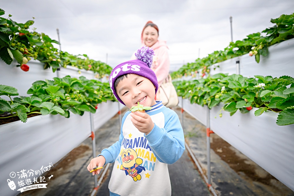 苗栗【灣潭玫瑰草莓園】大湖親子草莓園推薦,苗栗最大規模溫室高架草莓園.還能玩草莓醬手作DIY!
