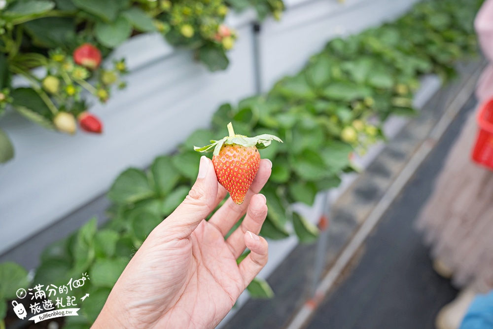 苗栗【灣潭玫瑰草莓園】大湖親子草莓園推薦,苗栗最大規模溫室高架草莓園.還能玩草莓醬手作DIY!