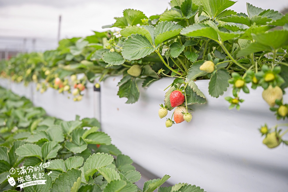 苗栗【灣潭玫瑰草莓園】大湖親子草莓園推薦,苗栗最大規模溫室高架草莓園.還能玩草莓醬手作DIY!