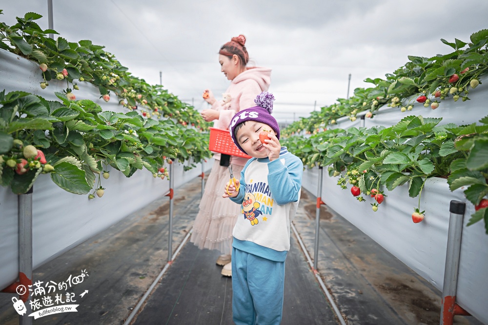 苗栗【灣潭玫瑰草莓園】大湖親子草莓園推薦,苗栗最大規模溫室高架草莓園.還能玩草莓醬手作DIY!