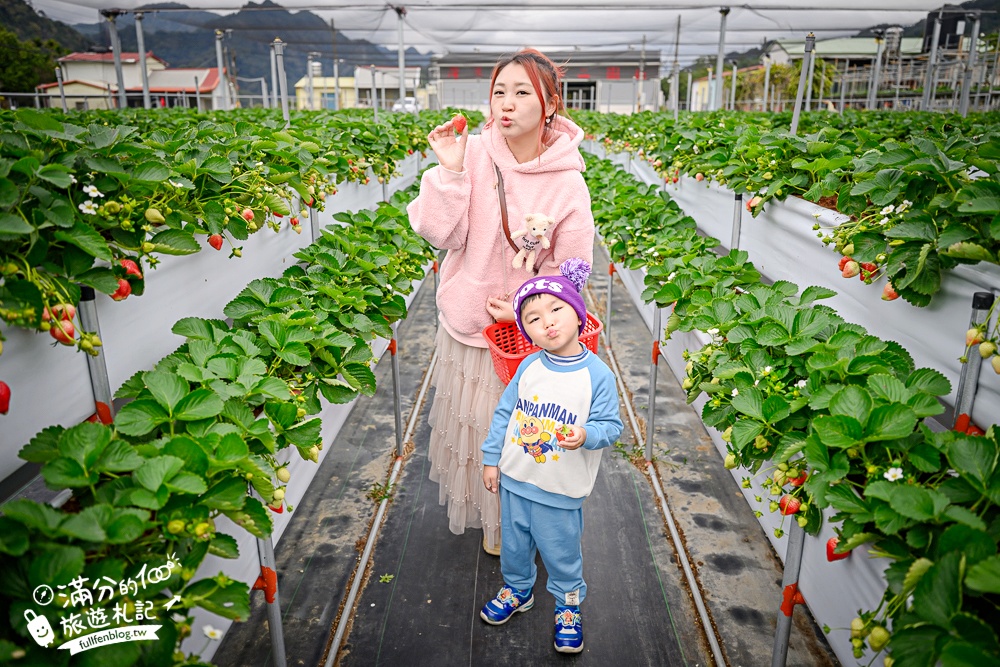 苗栗【灣潭玫瑰草莓園】大湖親子草莓園推薦,苗栗最大規模溫室高架草莓園.還能玩草莓醬手作DIY!