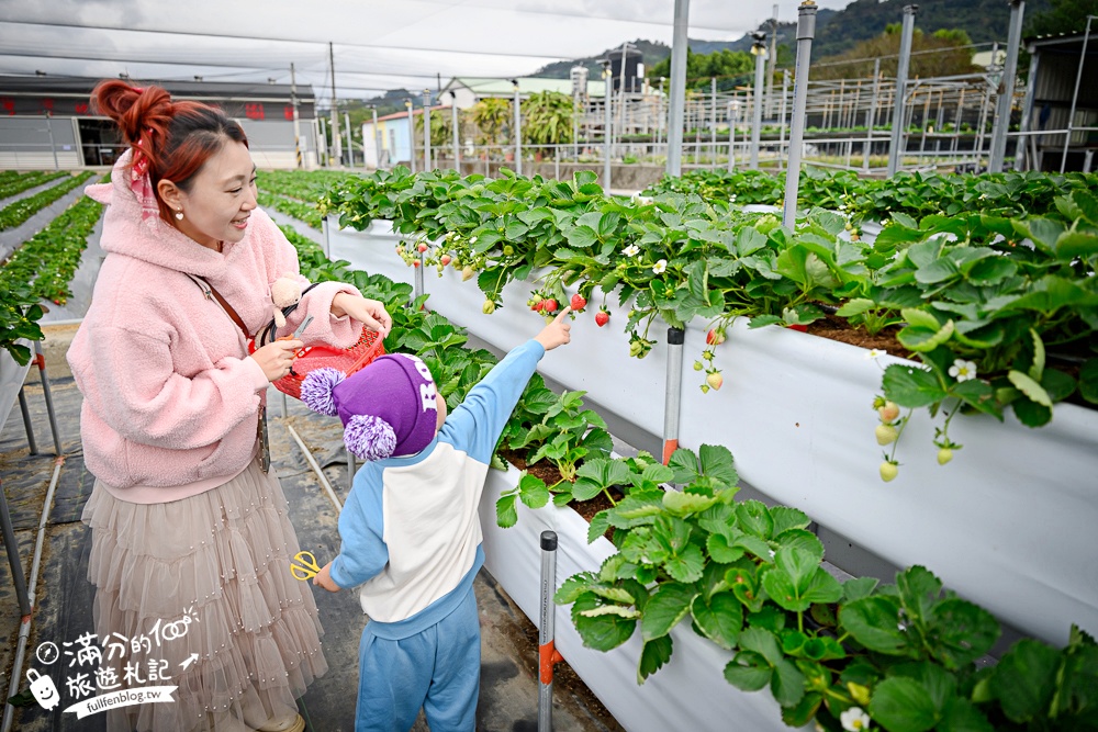 苗栗【灣潭玫瑰草莓園】大湖親子草莓園推薦,苗栗最大規模溫室高架草莓園.還能玩草莓醬手作DIY!