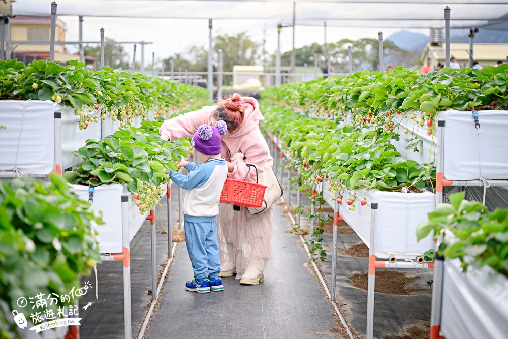 苗栗【灣潭玫瑰草莓園】大湖親子草莓園推薦,苗栗最大規模溫室高架草莓園.還能玩草莓醬手作DIY!