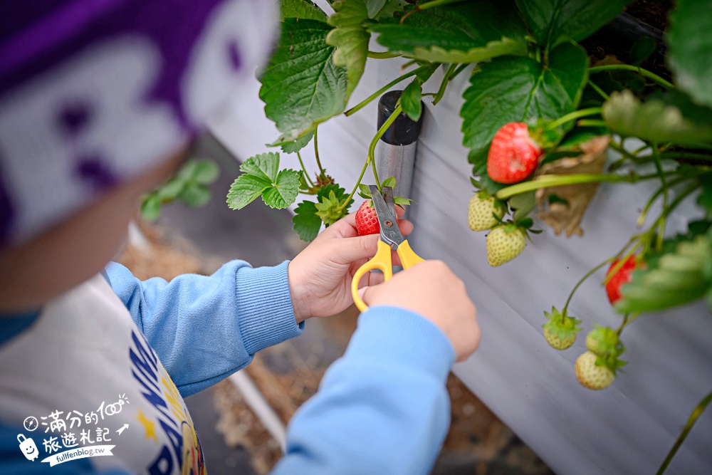 苗栗【灣潭玫瑰草莓園】大湖親子草莓園推薦,苗栗最大規模溫室高架草莓園.還能玩草莓醬手作DIY!