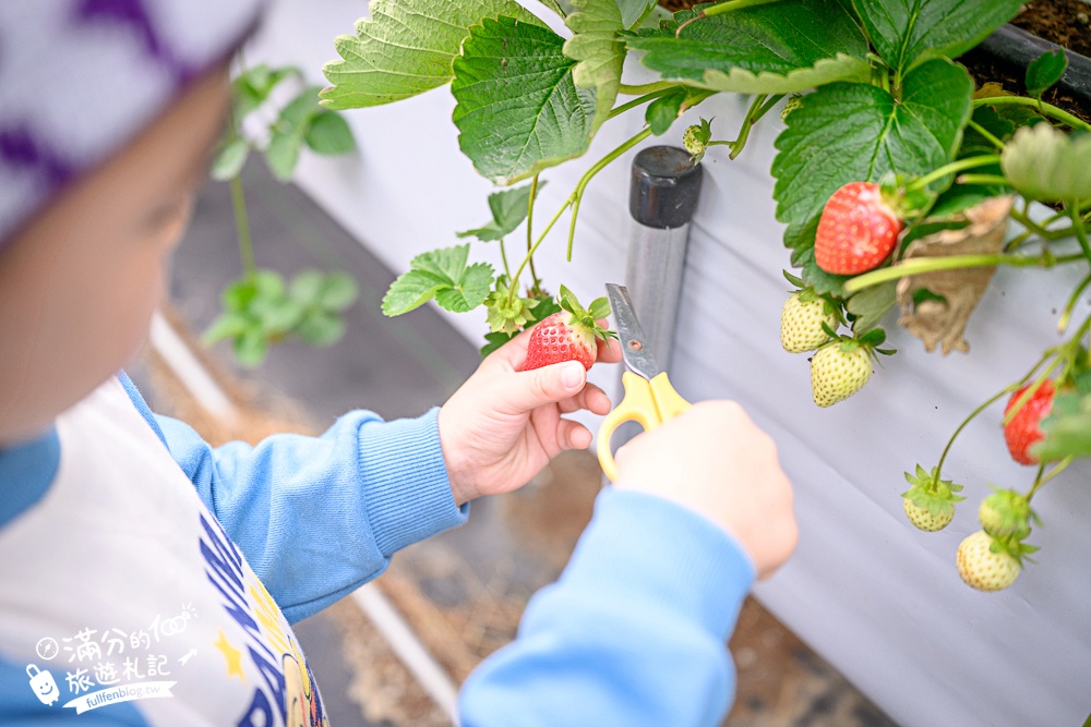 苗栗【灣潭玫瑰草莓園】大湖親子草莓園推薦,苗栗最大規模溫室高架草莓園.還能玩草莓醬手作DIY!