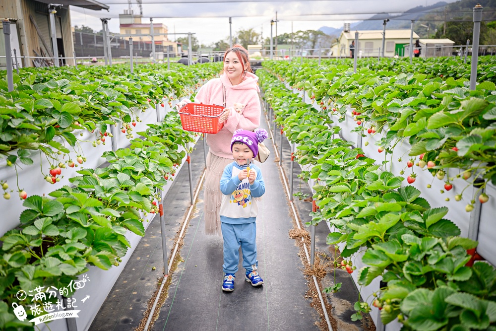 苗栗【灣潭玫瑰草莓園】大湖親子草莓園推薦,苗栗最大規模溫室高架草莓園.還能玩草莓醬手作DIY!
