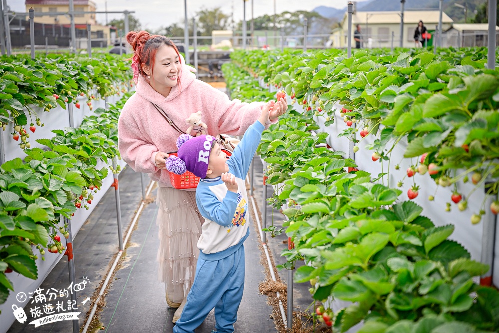 苗栗【灣潭玫瑰草莓園】大湖親子草莓園推薦,苗栗最大規模溫室高架草莓園.還能玩草莓醬手作DIY!