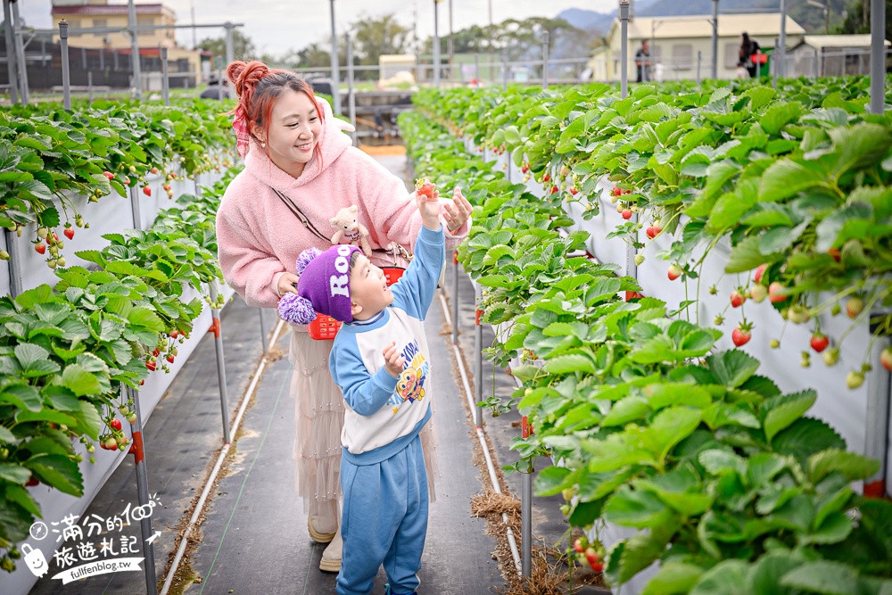 苗栗【灣潭玫瑰草莓園】大湖親子草莓園推薦,苗栗最大規模溫室高架草莓園.還能玩草莓醬手作DIY!