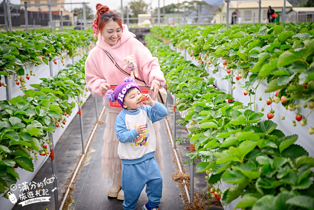 苗栗【灣潭玫瑰草莓園】大湖親子草莓園推薦,苗栗最大規模溫室高架草莓園.還能玩草莓醬手作DIY!