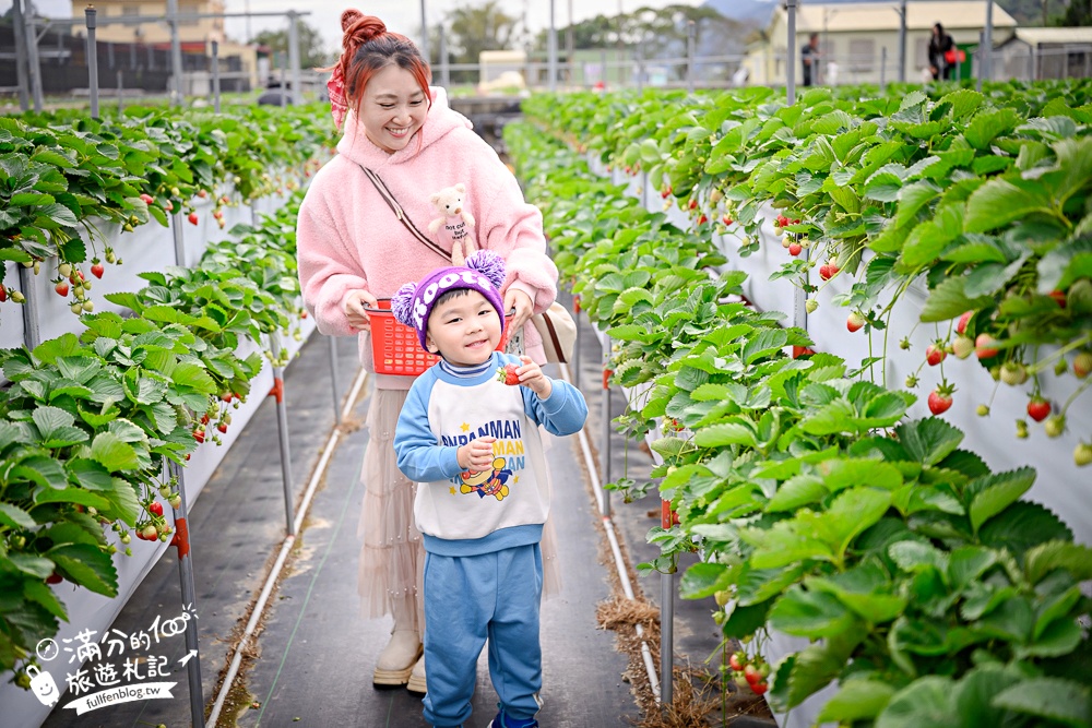 苗栗【灣潭玫瑰草莓園】大湖親子草莓園推薦,苗栗最大規模溫室高架草莓園.還能玩草莓醬手作DIY!