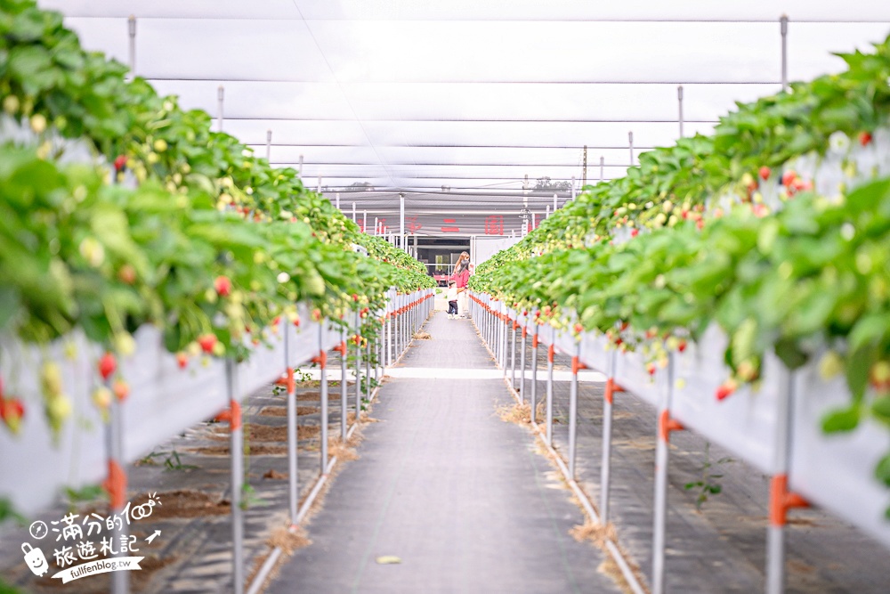 苗栗【灣潭玫瑰草莓園】大湖親子草莓園推薦,苗栗最大規模溫室高架草莓園.還能玩草莓醬手作DIY!
