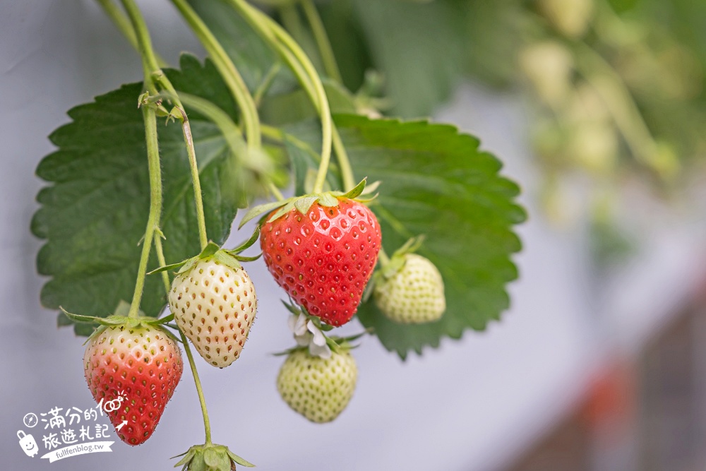 苗栗【灣潭玫瑰草莓園】大湖親子草莓園推薦,苗栗最大規模溫室高架草莓園.還能玩草莓醬手作DIY!