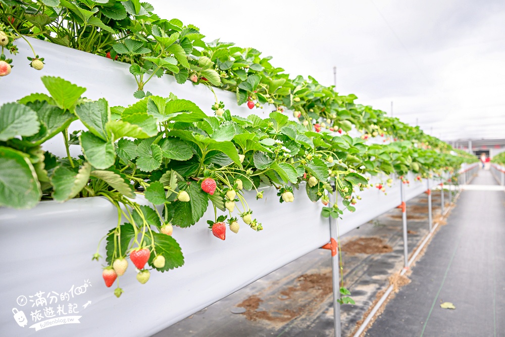 苗栗【灣潭玫瑰草莓園】大湖親子草莓園推薦,苗栗最大規模溫室高架草莓園.還能玩草莓醬手作DIY!