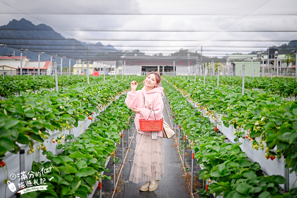 苗栗【灣潭玫瑰草莓園】大湖親子草莓園推薦,苗栗最大規模溫室高架草莓園.還能玩草莓醬手作DIY!