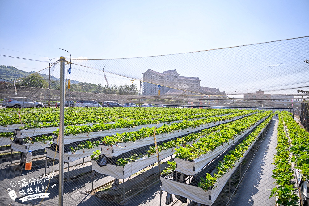 【草莓世界】台中免門票親子草莓園.超大高架草莓&地植草莓,還能玩拍草莓公仔吃草莓料理! 【草莓世界】台中免門票親子草莓園.超大高架草莓&地植草莓,還能玩拍草莓公仔吃草莓料理!