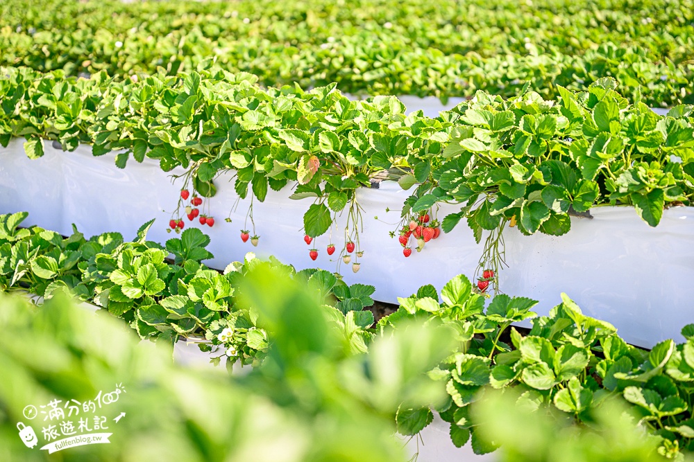 【草莓世界】台中免門票親子草莓園.超大高架草莓&地植草莓,還能玩拍草莓公仔吃草莓料理! 【草莓世界】台中免門票親子草莓園.超大高架草莓&地植草莓,還能玩拍草莓公仔吃草莓料理!