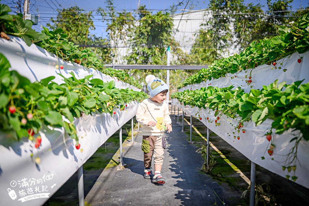 【草莓世界】台中免門票親子草莓園.超大高架草莓&地植草莓,還能玩拍草莓公仔吃草莓料理! 【草莓世界】台中免門票親子草莓園.超大高架草莓&地植草莓,還能玩拍草莓公仔吃草莓料理!