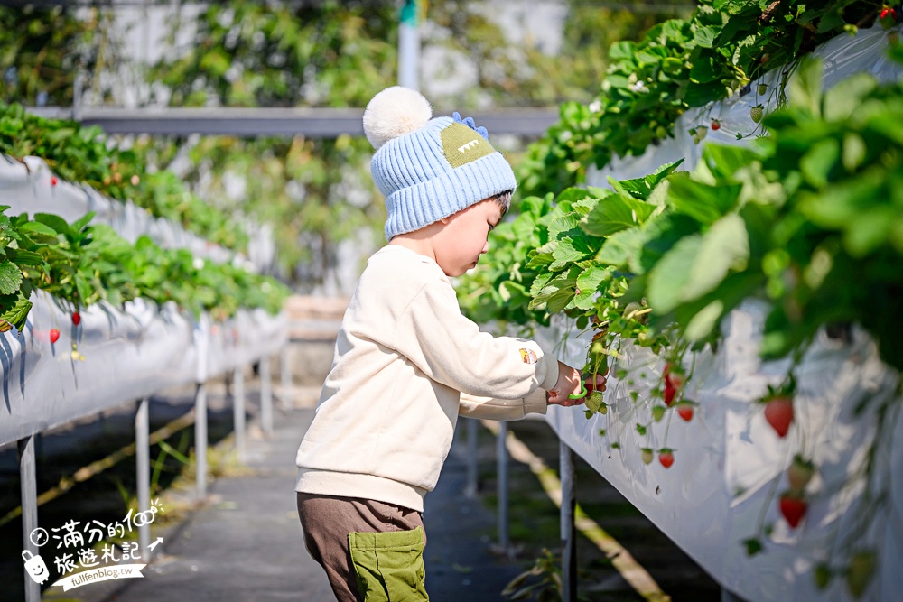 【草莓世界】台中免門票親子草莓園.超大高架草莓&地植草莓,還能玩拍草莓公仔吃草莓料理! 【草莓世界】台中免門票親子草莓園.超大高架草莓&地植草莓,還能玩拍草莓公仔吃草莓料理!