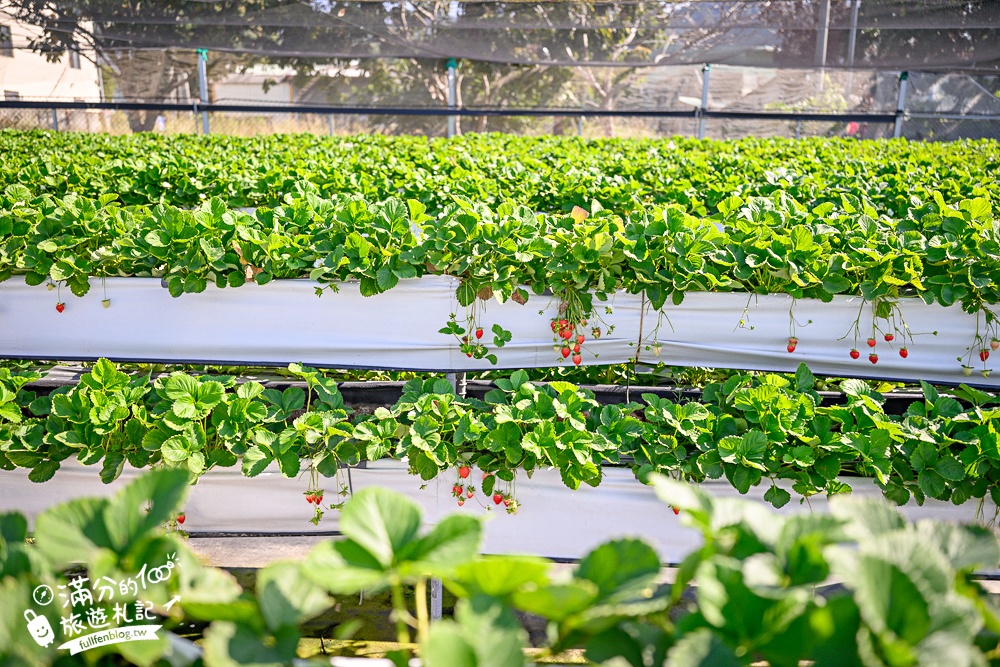 【草莓世界】台中免門票親子草莓園.超大高架草莓&地植草莓,還能玩拍草莓公仔吃草莓料理! 【草莓世界】台中免門票親子草莓園.超大高架草莓&地植草莓,還能玩拍草莓公仔吃草莓料理!