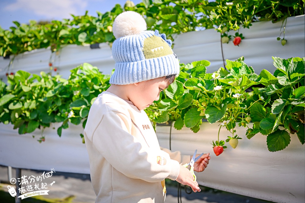 【草莓世界】台中免門票親子草莓園.超大高架草莓&地植草莓,還能玩拍草莓公仔吃草莓料理! 【草莓世界】台中免門票親子草莓園.超大高架草莓&地植草莓,還能玩拍草莓公仔吃草莓料理!