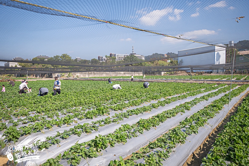 【草莓世界】台中免門票親子草莓園.超大高架草莓&地植草莓,還能玩拍草莓公仔吃草莓料理! 【草莓世界】台中免門票親子草莓園.超大高架草莓&地植草莓,還能玩拍草莓公仔吃草莓料理!