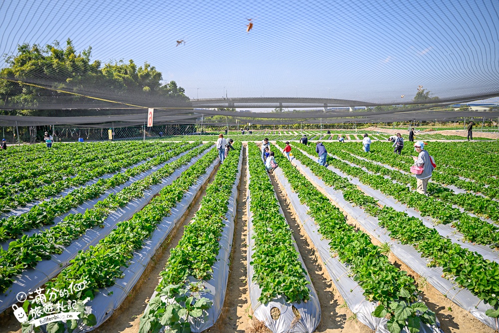 【草莓世界】台中免門票親子草莓園.超大高架草莓&地植草莓,還能玩拍草莓公仔吃草莓料理! 【草莓世界】台中免門票親子草莓園.超大高架草莓&地植草莓,還能玩拍草莓公仔吃草莓料理!