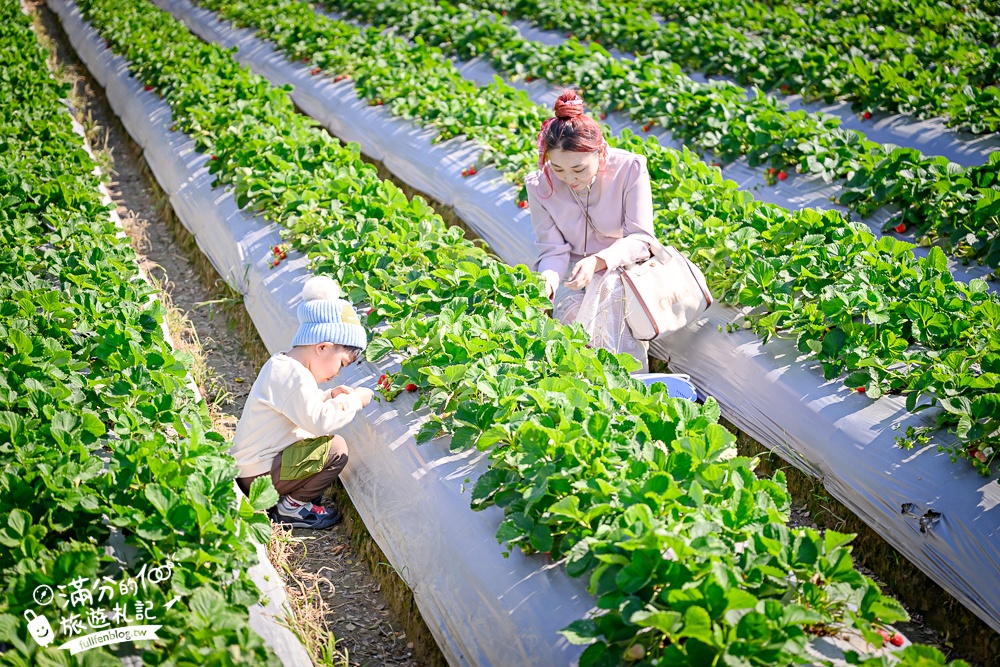 【草莓世界】台中免門票親子草莓園.超大高架草莓&地植草莓,還能玩拍草莓公仔吃草莓料理! 【草莓世界】台中免門票親子草莓園.超大高架草莓&地植草莓,還能玩拍草莓公仔吃草莓料理!