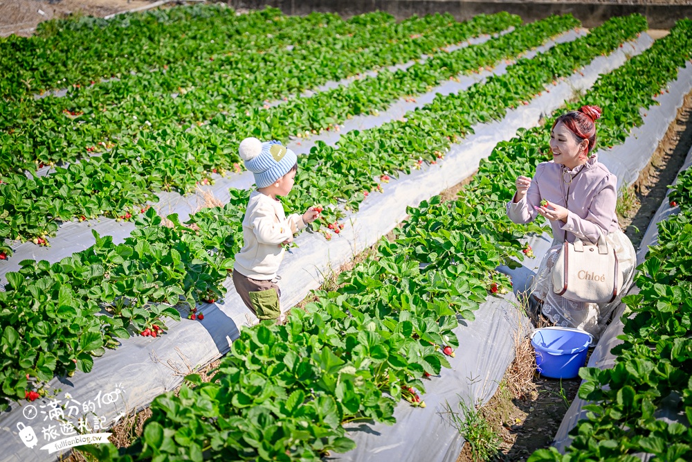 【草莓世界】台中免門票親子草莓園.超大高架草莓&地植草莓,還能玩拍草莓公仔吃草莓料理! 【草莓世界】台中免門票親子草莓園.超大高架草莓&地植草莓,還能玩拍草莓公仔吃草莓料理!