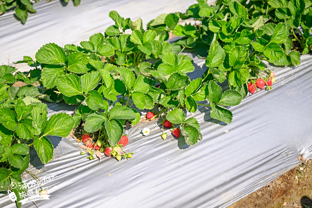 【草莓世界】台中免門票親子草莓園.超大高架草莓&地植草莓,還能玩拍草莓公仔吃草莓料理! 【草莓世界】台中免門票親子草莓園.超大高架草莓&地植草莓,還能玩拍草莓公仔吃草莓料理!