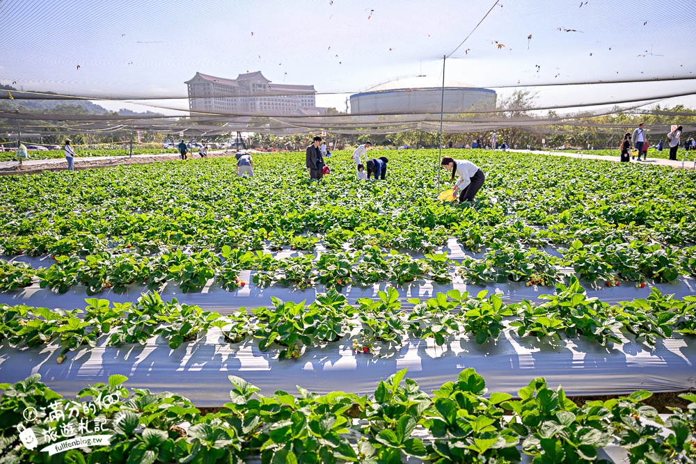 【草莓世界】台中免門票親子草莓園.超大高架草莓&地植草莓,還能玩拍草莓公仔吃草莓料理! 【草莓世界】台中免門票親子草莓園.超大高架草莓&地植草莓,還能玩拍草莓公仔吃草莓料理!