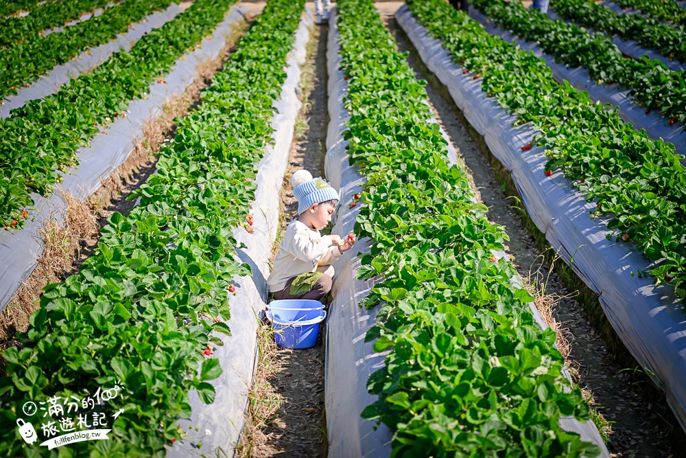 【草莓世界】台中免門票親子草莓園.超大高架草莓&地植草莓,還能玩拍草莓公仔吃草莓料理! 【草莓世界】台中免門票親子草莓園.超大高架草莓&地植草莓,還能玩拍草莓公仔吃草莓料理!